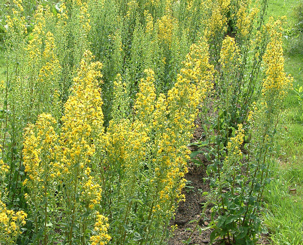 Echte guldenroede - Solidago virgaurea : Plant in P9 pot