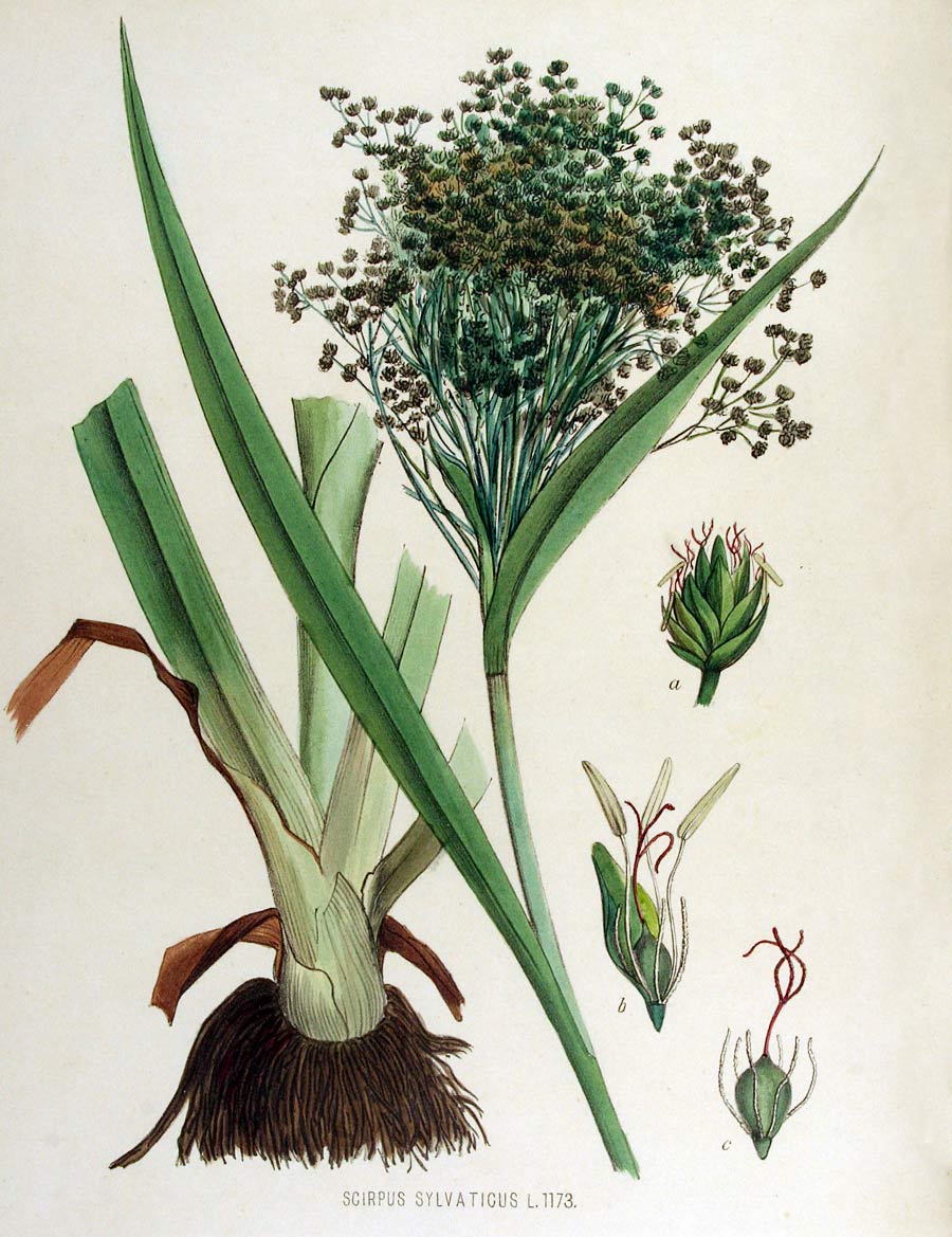 Bosbies - Scirpus sylvaticus : Plant in P9 pot Bosbies - Scirpus sylvaticus : Plant in P9 pot