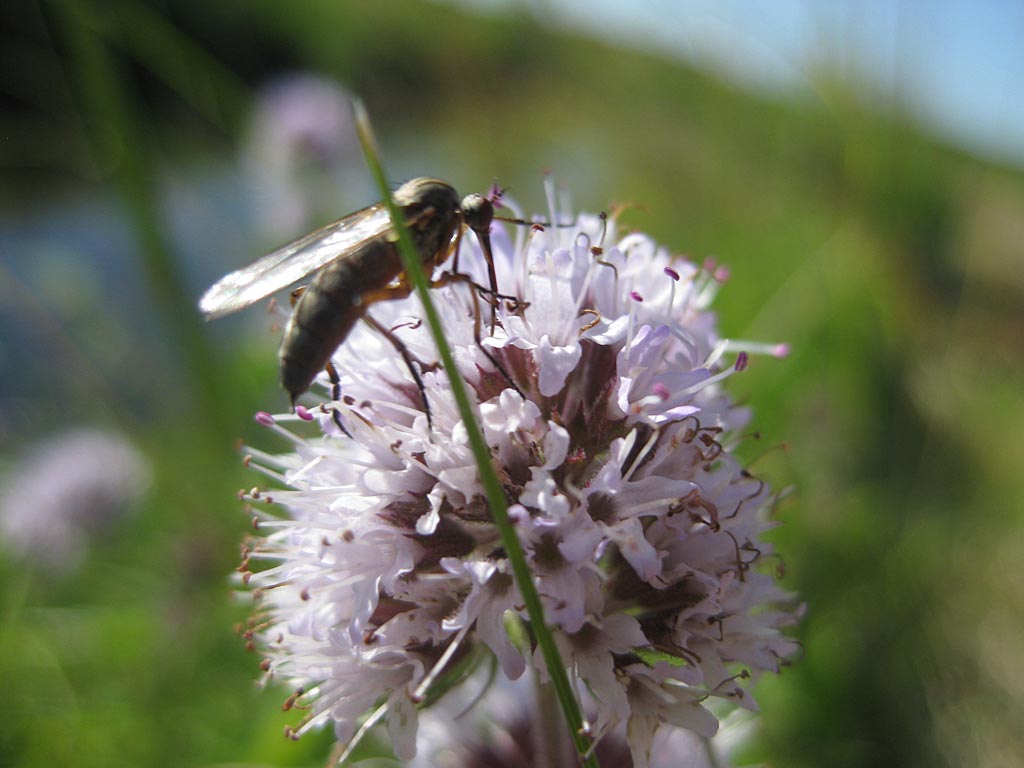 Watermunt - Mentha aquatica : Losse grammen