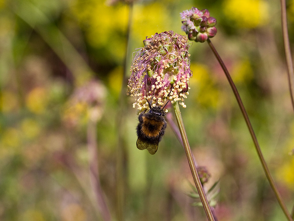 Kleine pimpernel - Poterium sanguisorba subsp. sanguisorba : Losse grammen