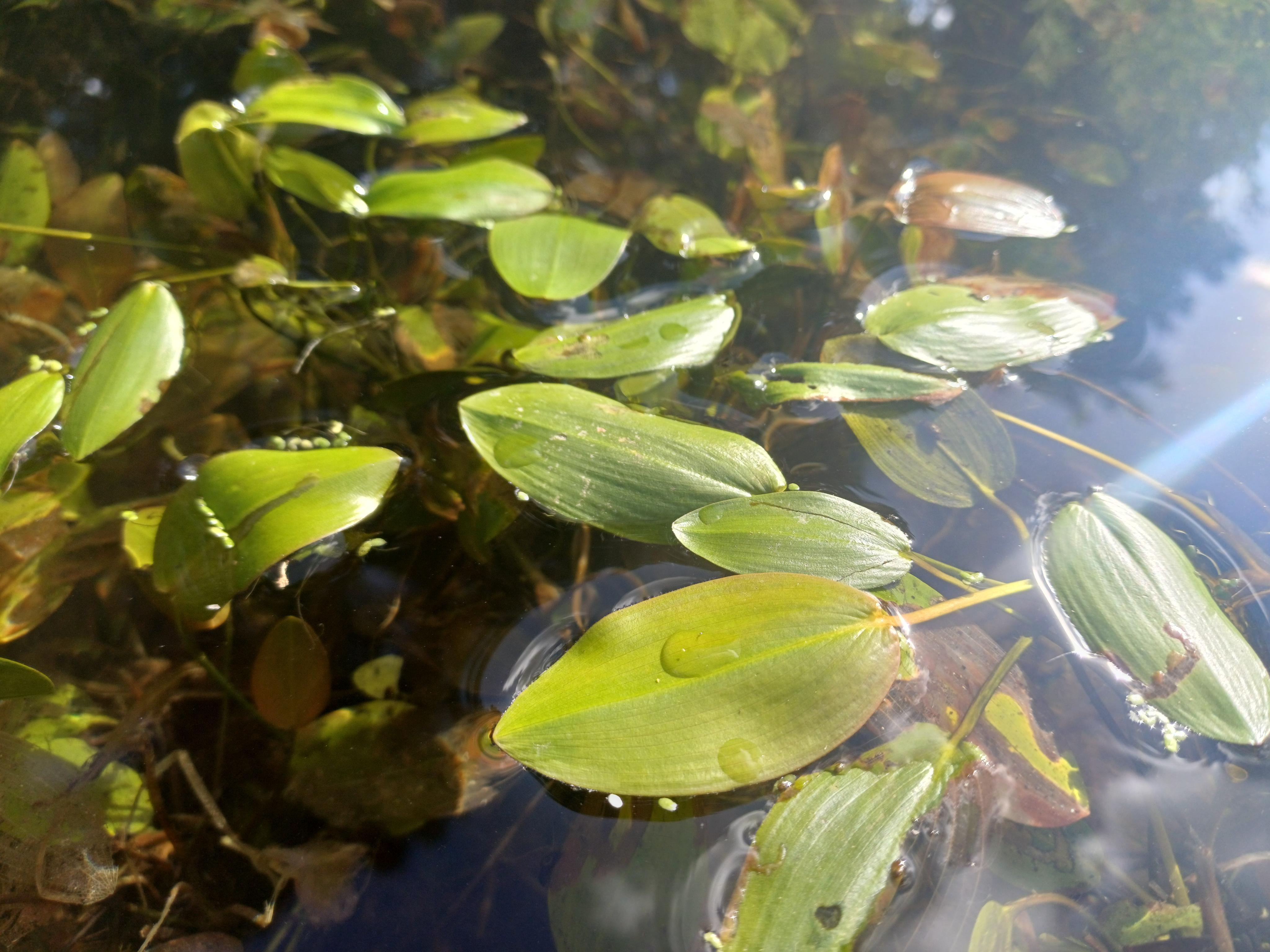 Drijvend fonteinkruid - Potamogeton natans : Plant in P9 pot