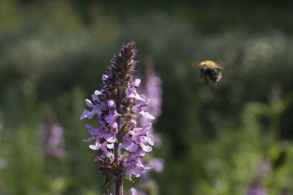 Plantpakket Libelle Hoeckje - hoog