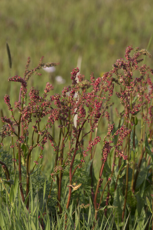 Veldzuring - Rumex acetosa : Losse grammen