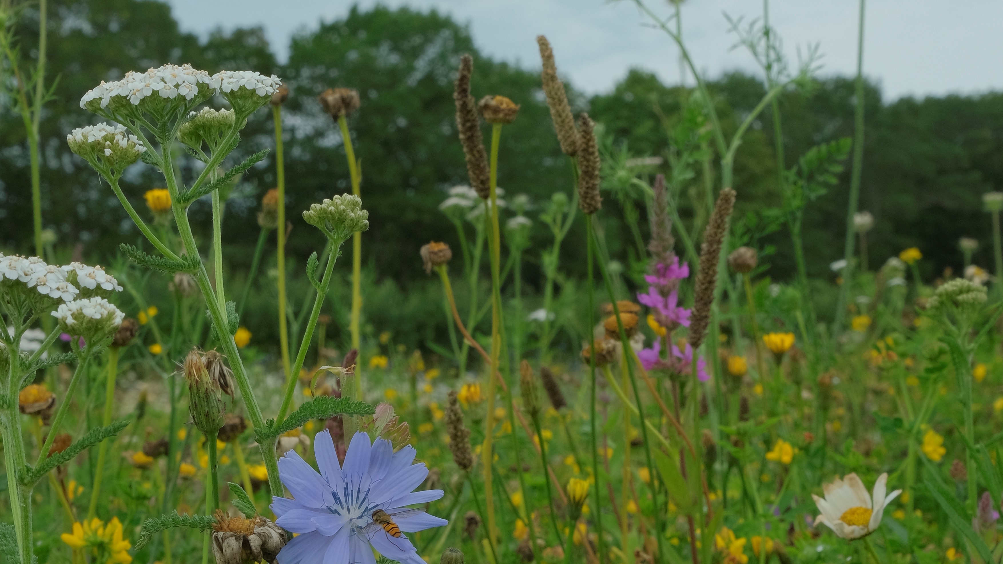 Ecologisch hovenier vertelt