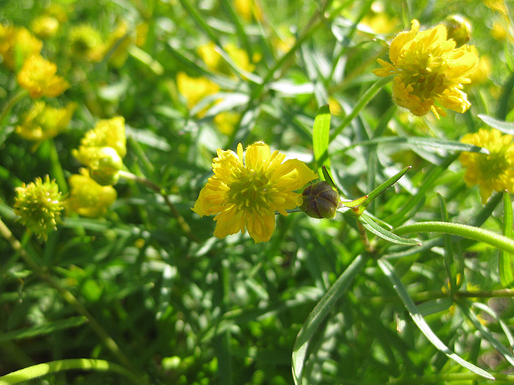 Gulden boterbloem - Ranunculus auricomus : Zakje