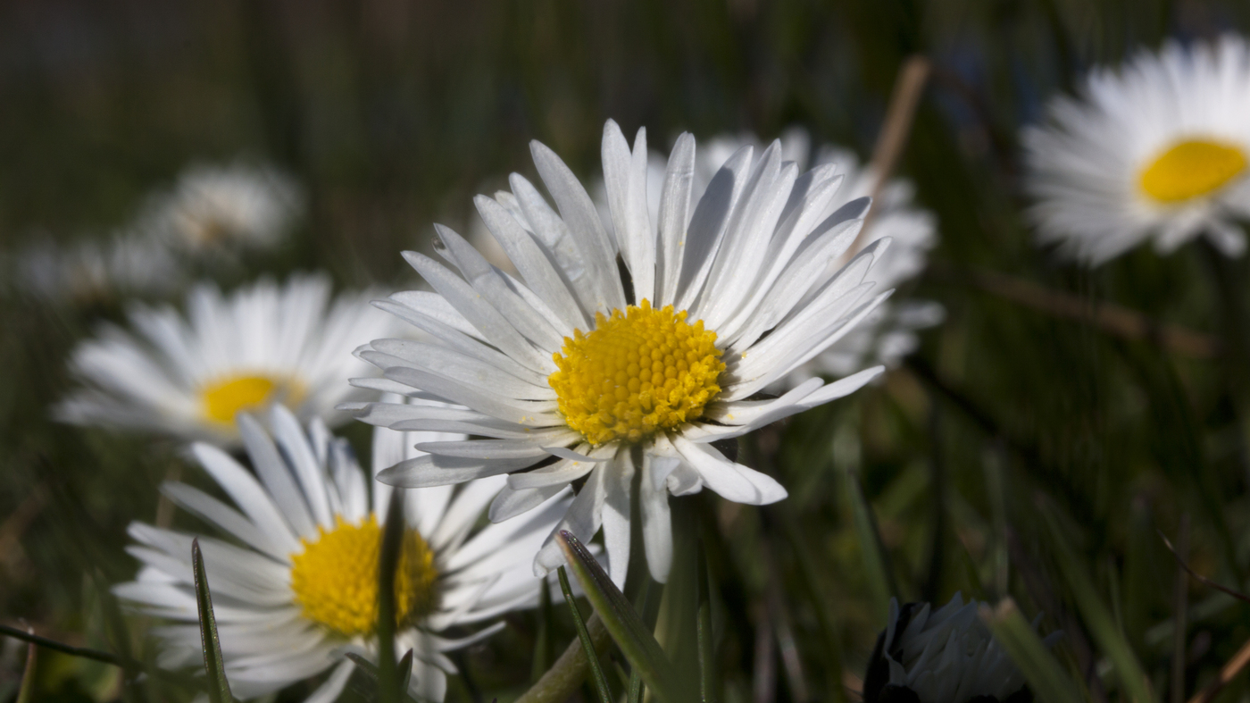 Madeliefje - Bellis perennis : Zakje