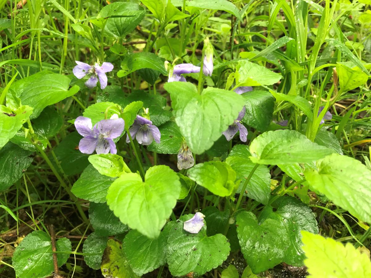 Bleeksporig viooltje - Viola riviniana : Plant in P9 pot
