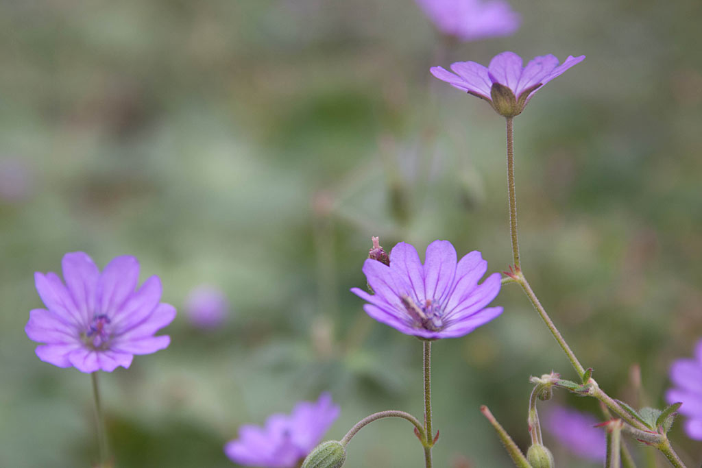 Bermooievaarsbek - Geranium pyrenaicum : Plant in P9 pot