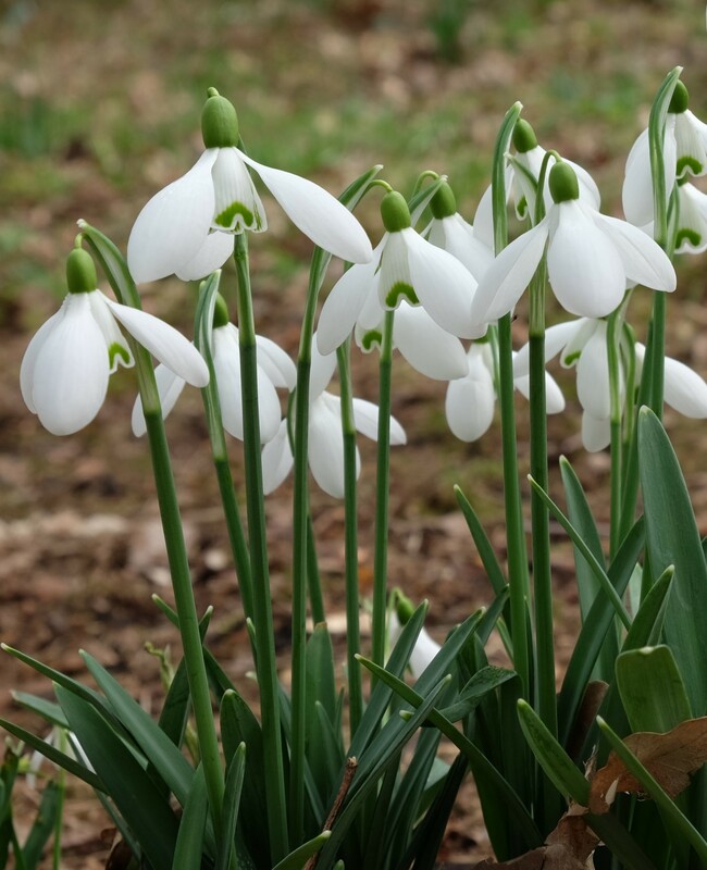 Gewoon sneeuwklokje - Galanthus nivalis : Verpakking met 10 bollen