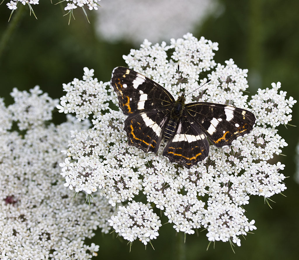 Peen - Daucus carota : Plant in P9 pot