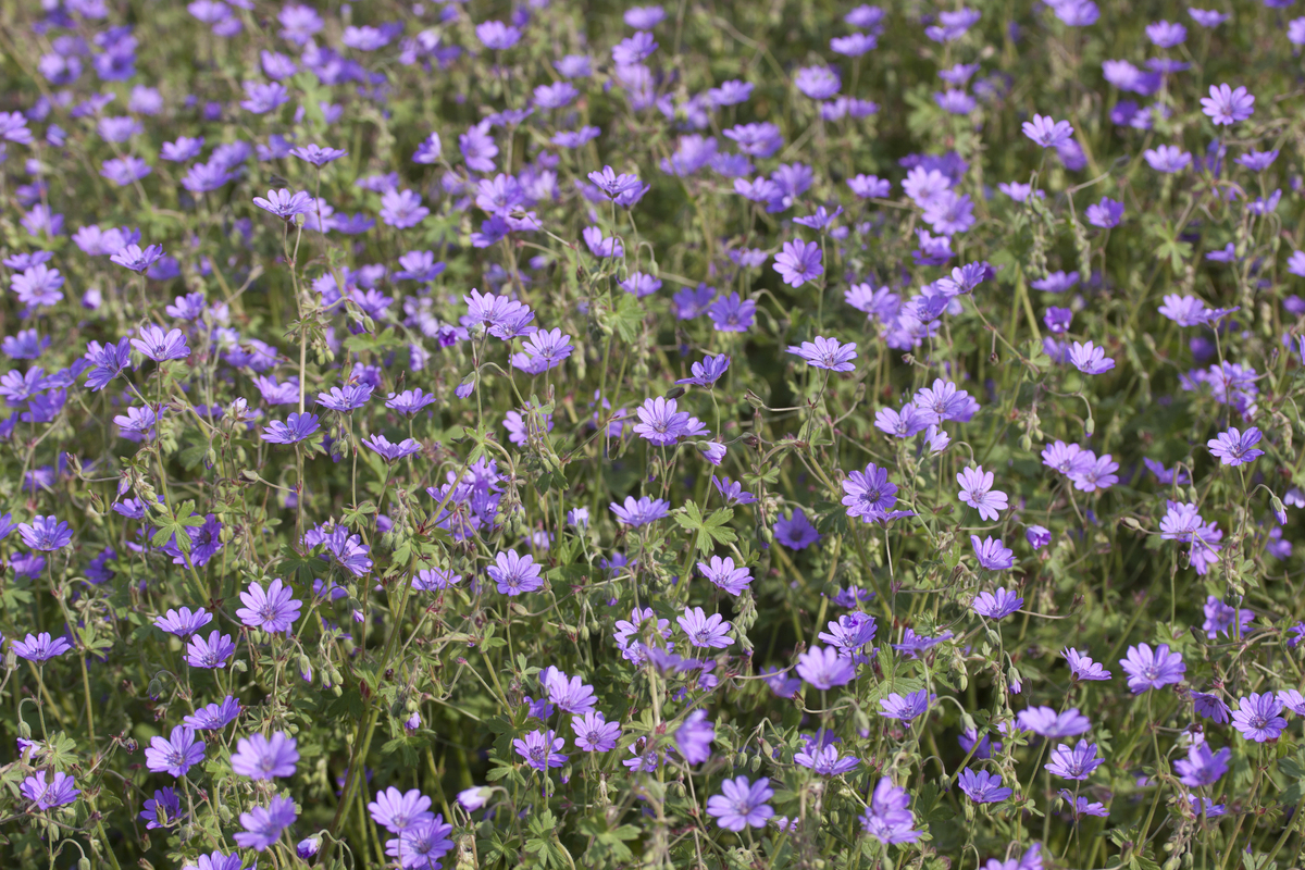 Bermooievaarsbek - Geranium pyrenaicum : Plant in P9 pot