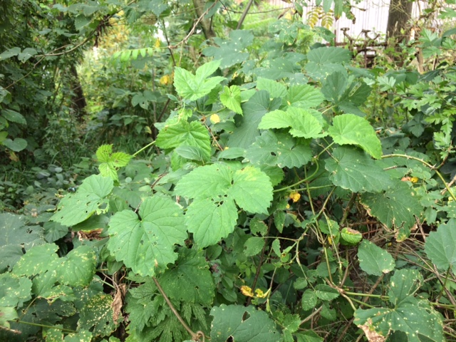 Hop - Humulus lupulus : Plant in P9 pot