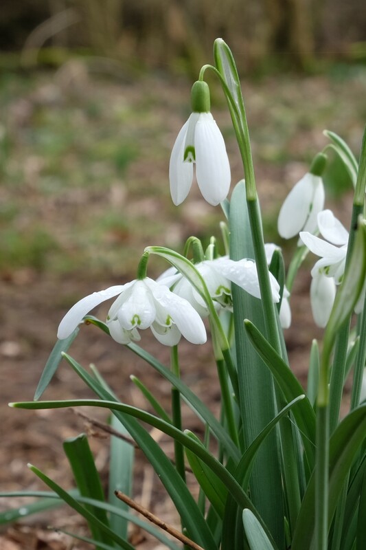 Gevuld sneeuwklokje - Galanthus nivalis 'Flore Pleno' : Verpakking met 25 bollen