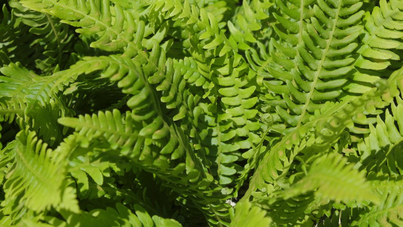 Dubbelloof - Blechnum spicant : Plant in P9 pot