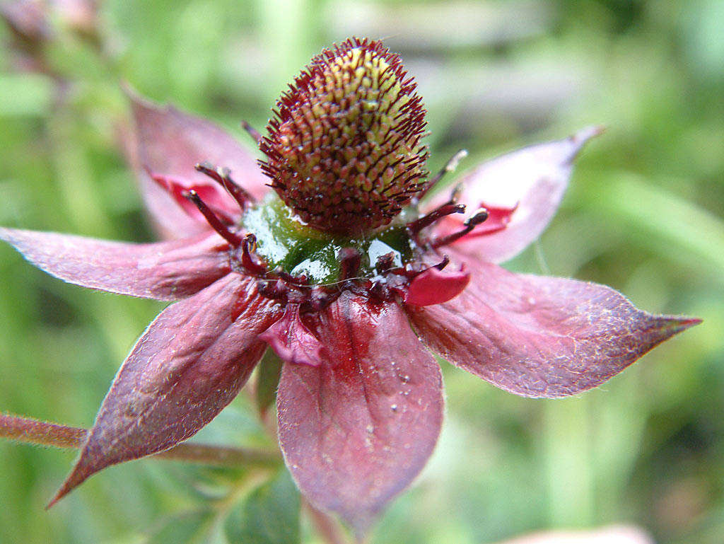 Wateraardbei - Comarum palustre : Plant in P9 pot