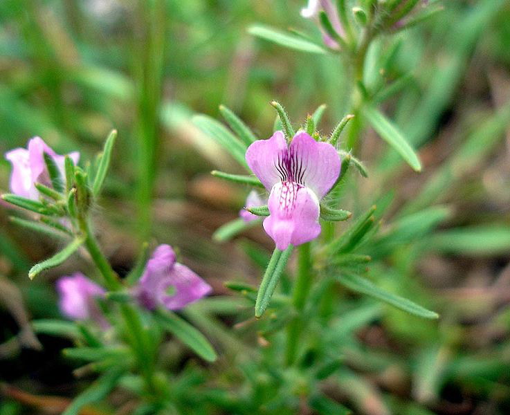 Akkerleeuwenbek - Misopates orontium : Losse grammen