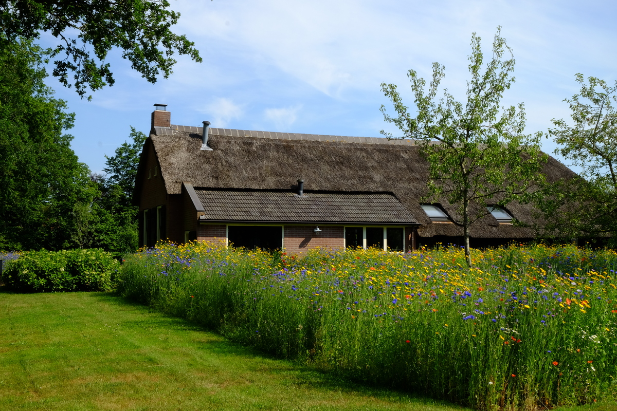 A6 Akkerbloemen : Losse grammen