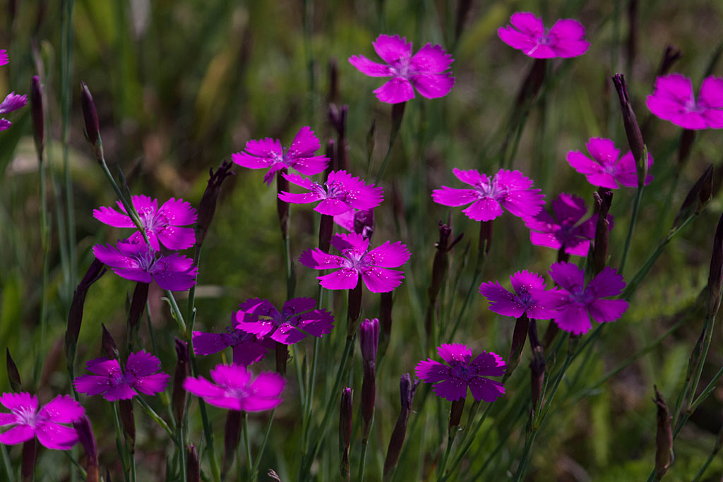 Steenanjer - Dianthus deltoides : Zakje