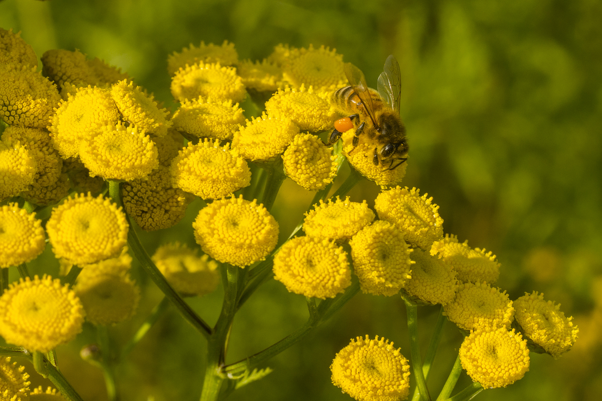 Boerenwormkruid - Tanacetum vulgare : Losse grammen