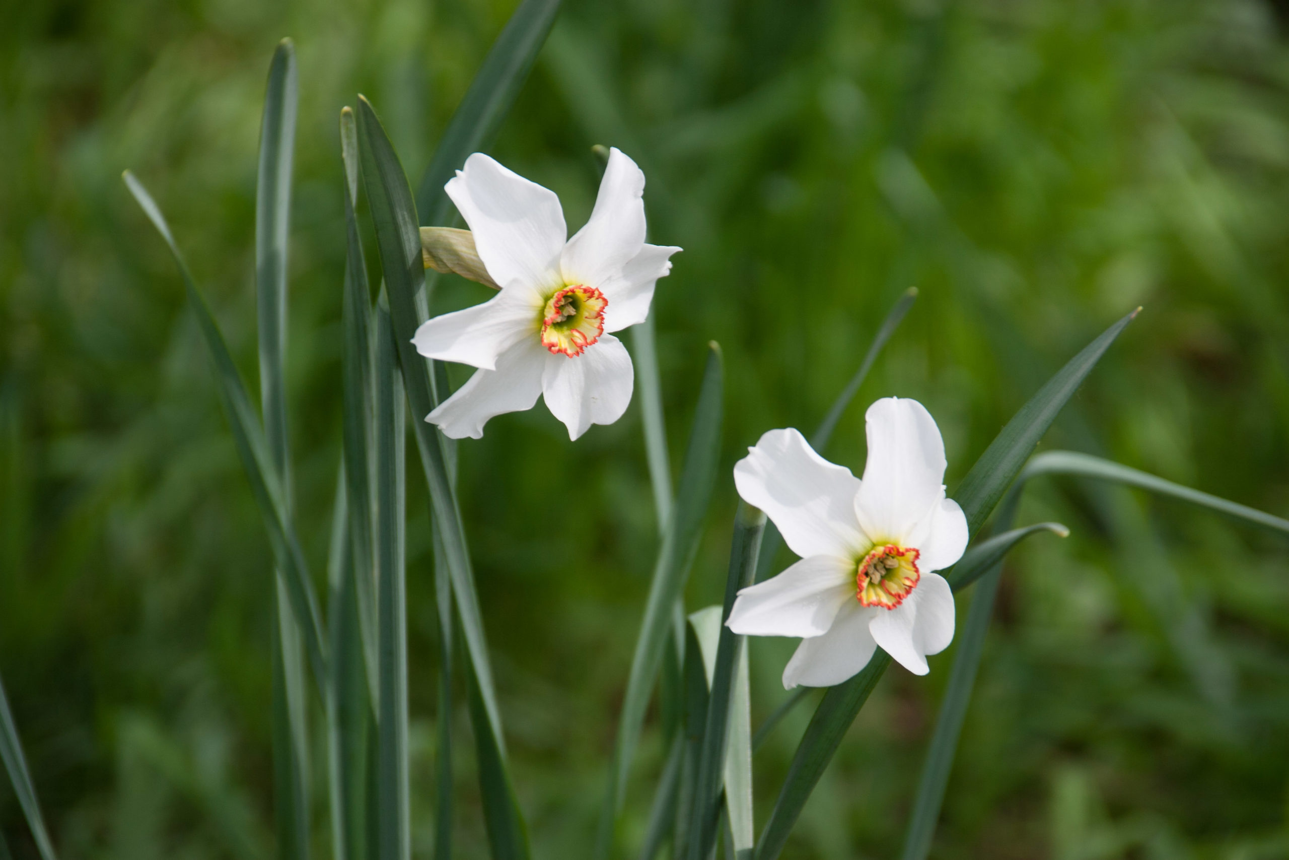 Fazantenoogje , Kleinbloemige dichtersnarcis - Narcissus poeticus var. recurvus : Verpakking met 250 bollen
