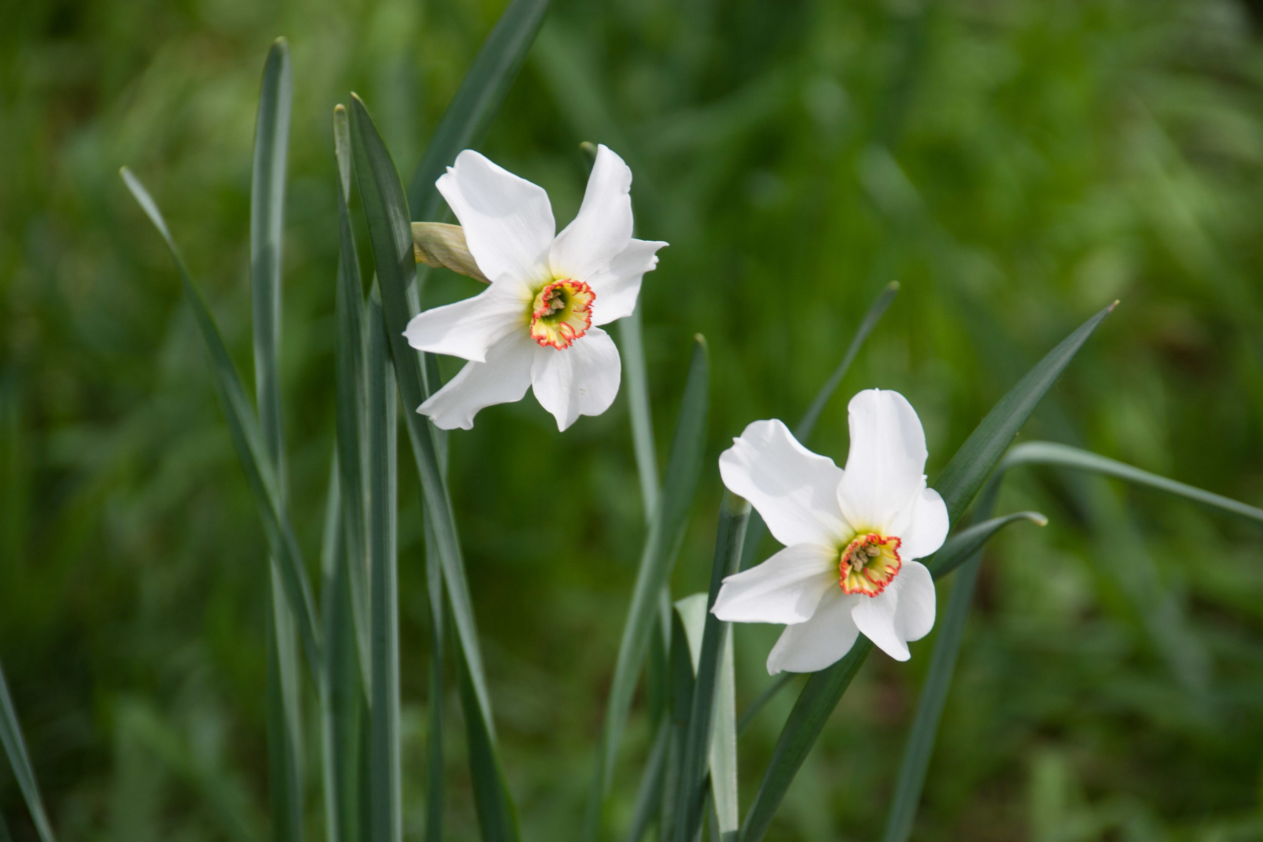 Bollenpakket vochtige bloemenweide : 25 bollen