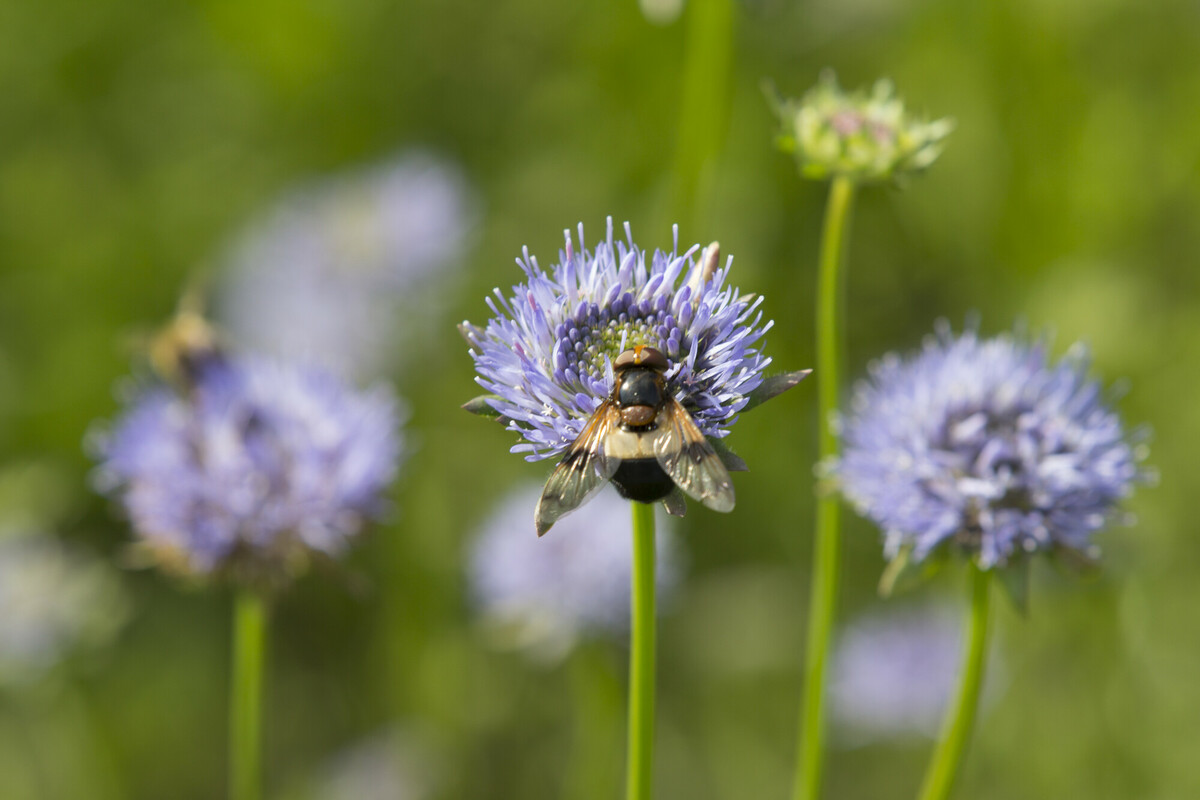Zandblauwtje - Jasione montana : Plant in P9 pot
