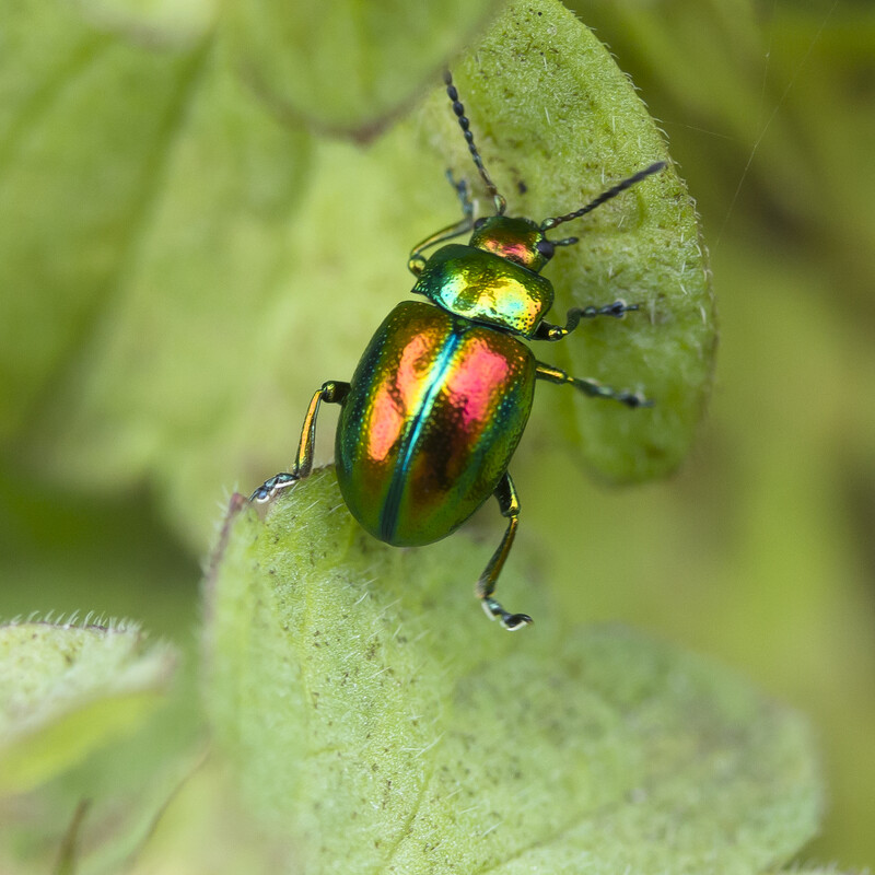 Deze insecten kun je vinden in de bloemenweide