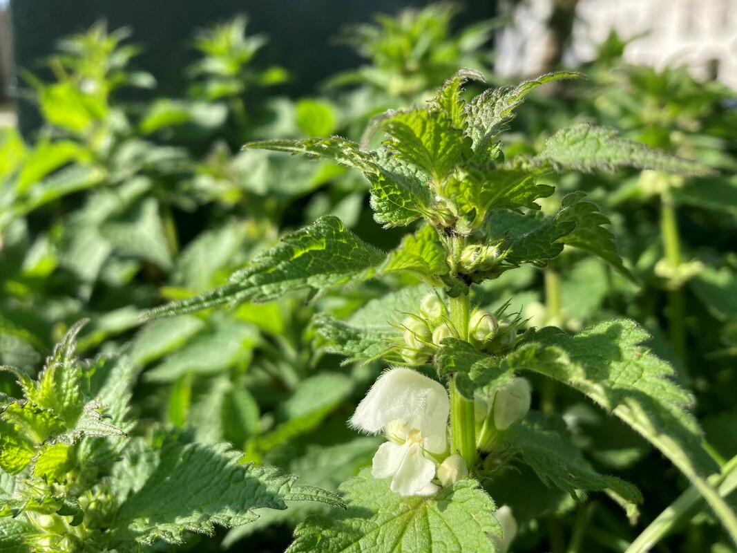 Witte dovenetel - Lamium album : zakje zaden