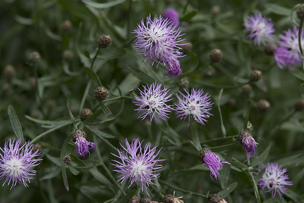 Rijncentaurie - Centaurea stoebe : Losse grammen