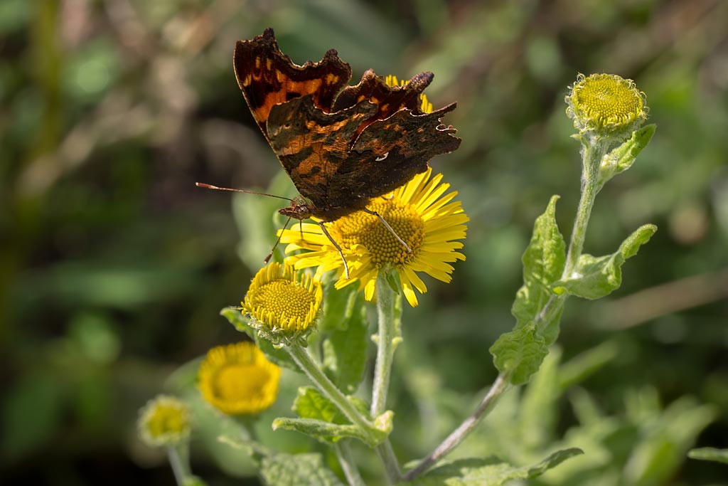 Heelblaadjes - Pulicaria dysenterica : Losse grammen