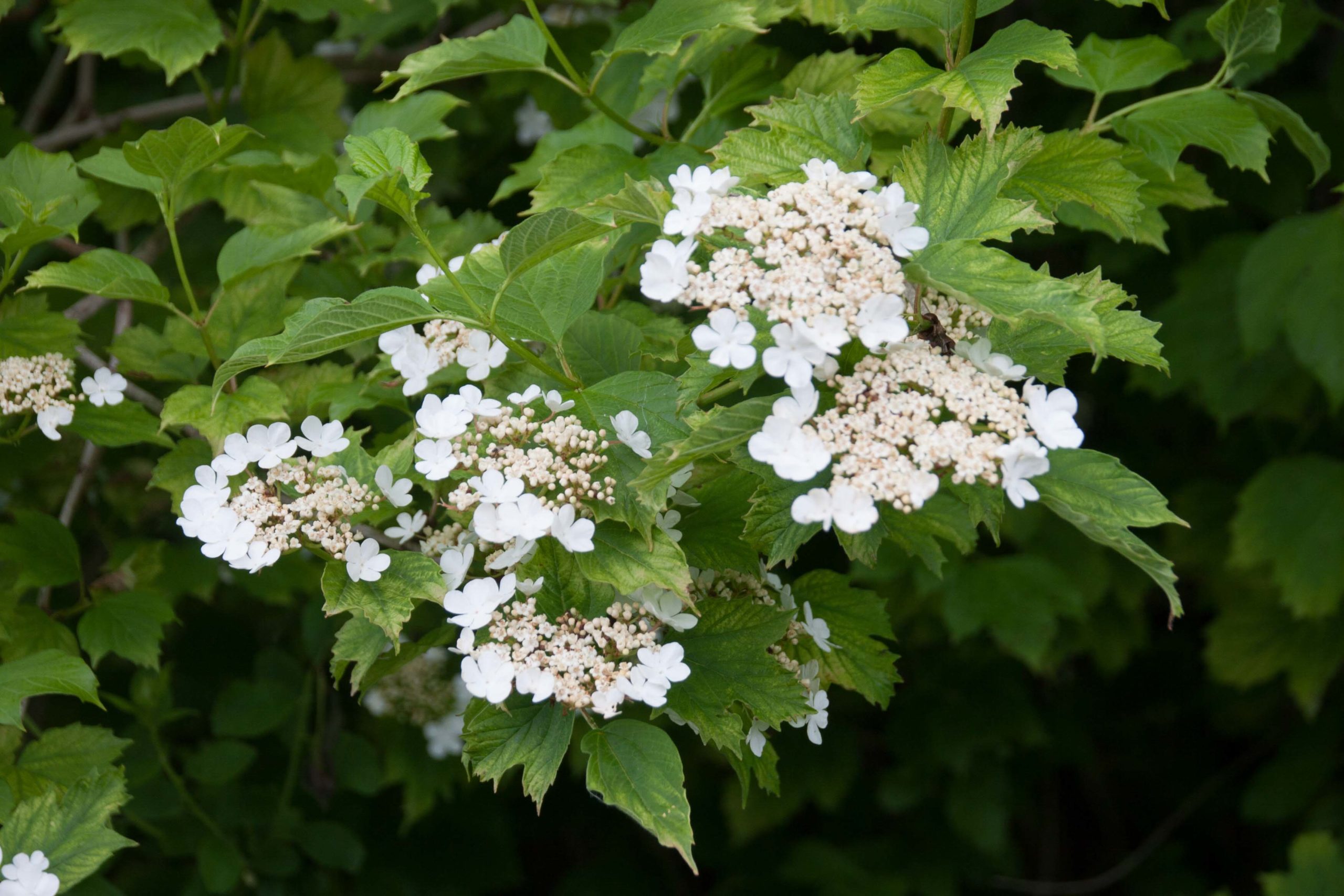 Gelderse Roos - Viburnum opulus : Los stuk wortelgoed