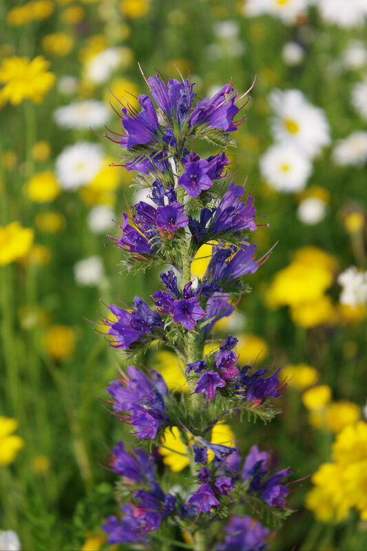 Slangenkruid - Echium vulgare : Plant in P9 pot