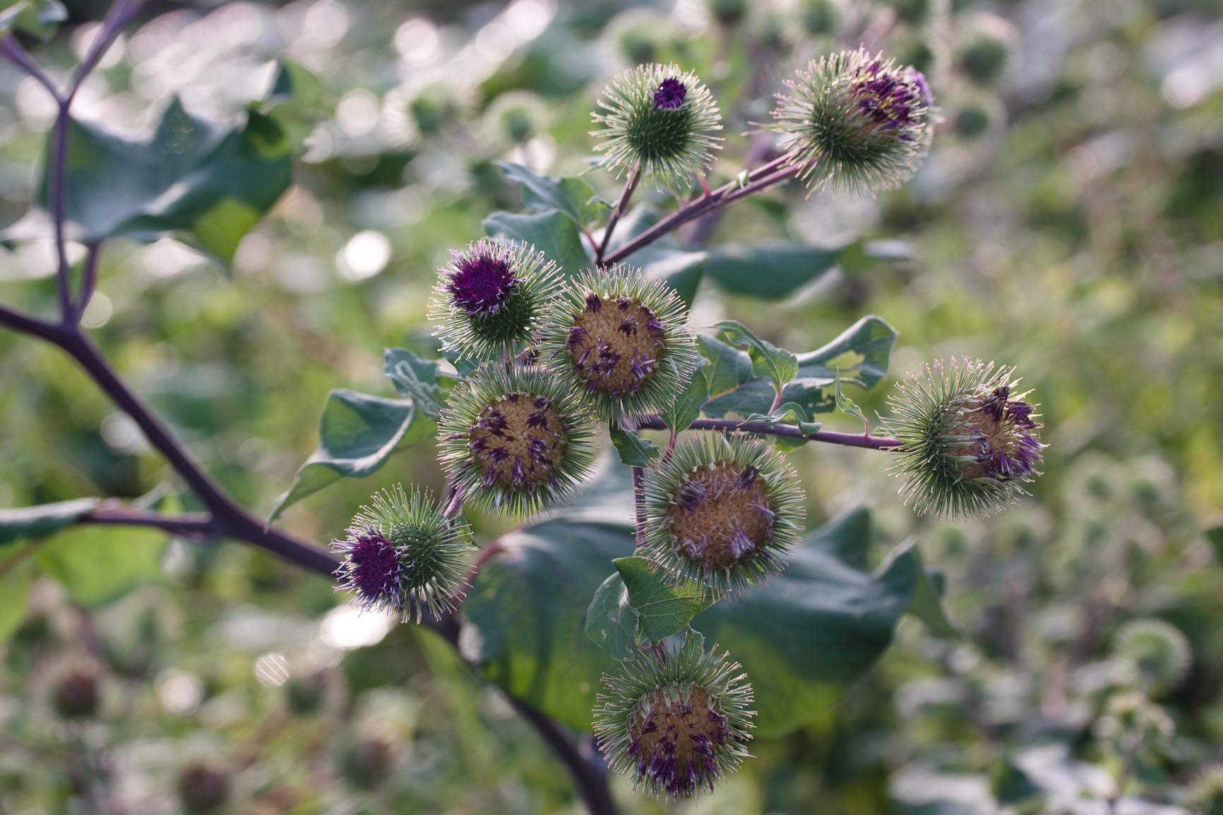 Gewone klit - Arctium minus : Zakje