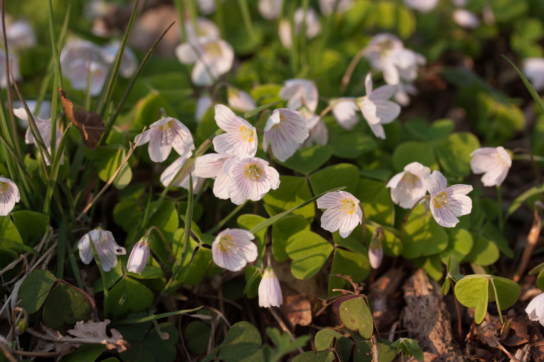 Witte klaverzuring - Oxalis acetosella : Plant in P9 pot