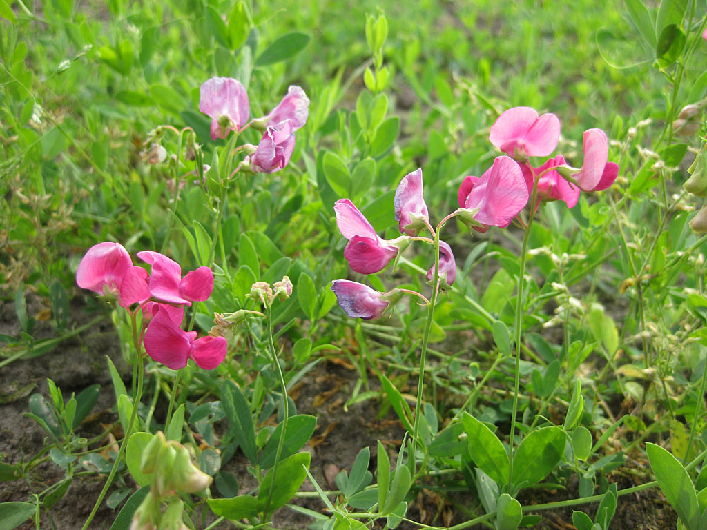 Aardaker - Lathyrus tuberosus : plant in P9 pot Aardaker - Lathyrus tuberosus : plant in P9 pot