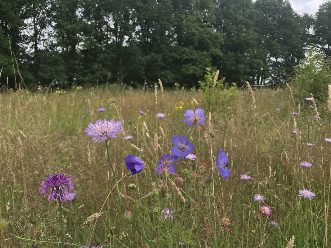 G4 Bloemrijk grasland - kalkrijk : Losse grammen