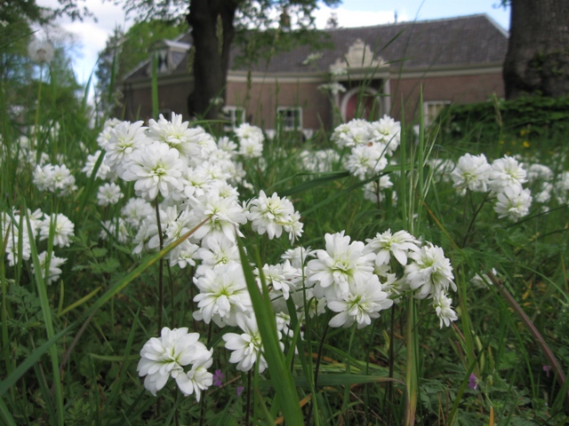 Haarlems klokkenspel - Saxifraga granulata 'Plena' : Plant in P9 pot