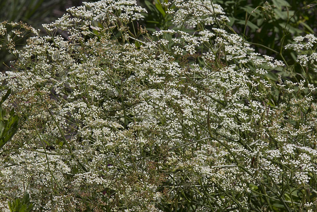 Kleine bevernel - Pimpinella saxifraga : Losse grammen