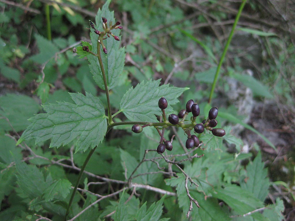 Christoffelkruid - Actaea spicata : Losse grammen