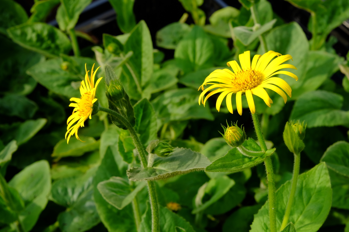 Hartbladzonnebloem - Doronicum pardalianches : Losse grammen