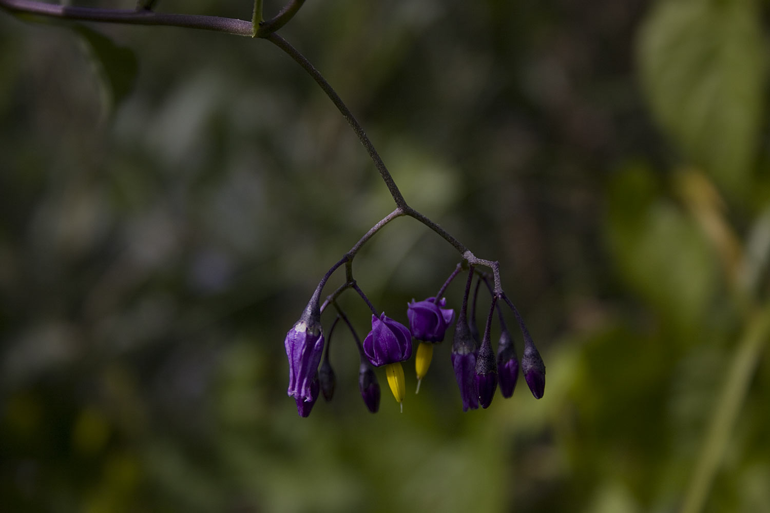 Bitterzoet - Solanum dulcamara : Plant in P9 pot