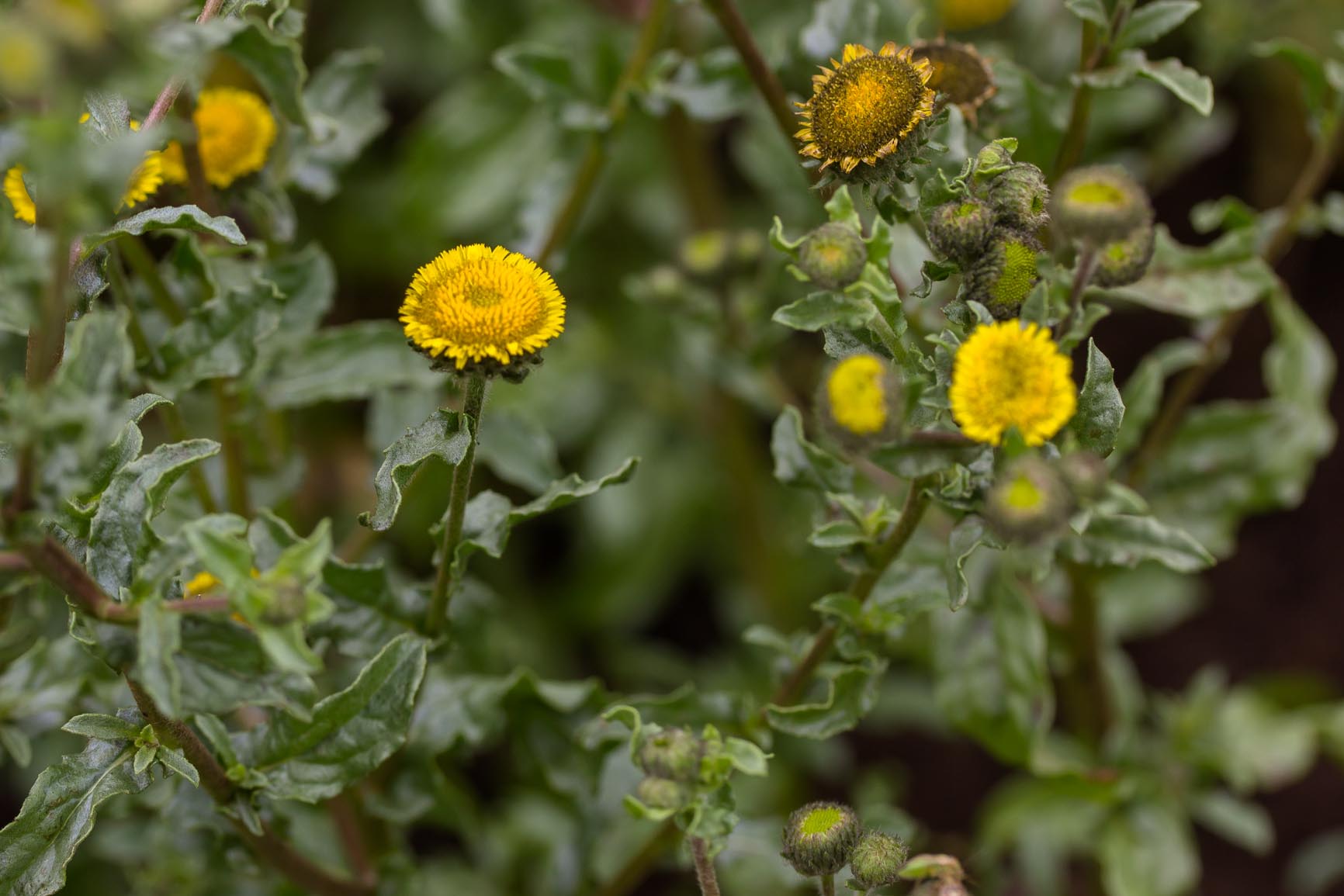 Klein vlooienkruid - Pulicaria vulgaris : Zakje