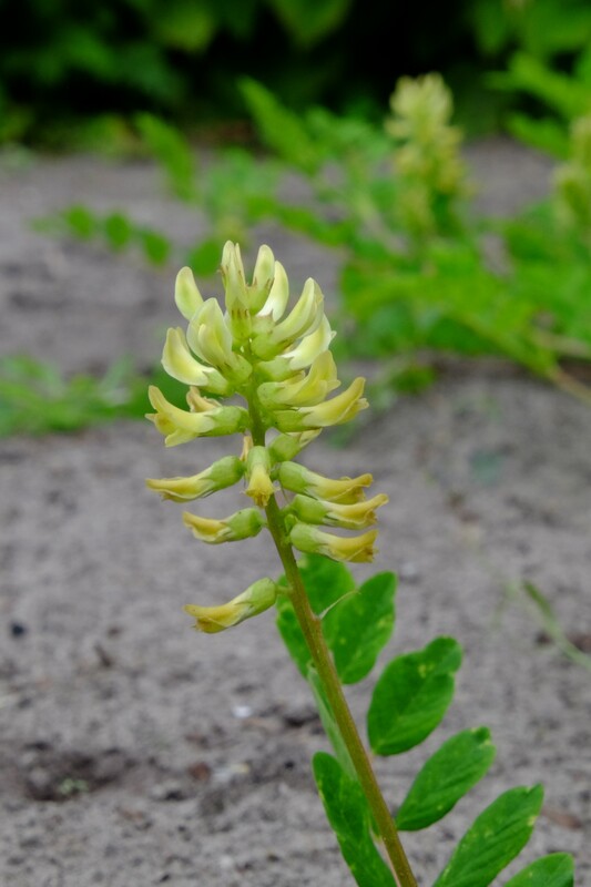 Hokjespeul - Astragalus glycyphyllos : Losse grammen Hokjespeul - Astragalus glycyphyllos : Losse grammen