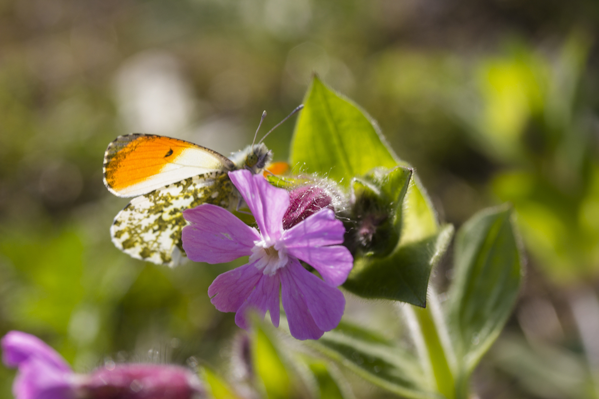 Plantpakket Schaduw Hoeckje