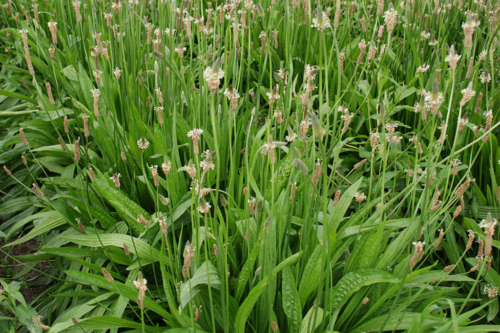 Smalle weegbree - Plantago lanceolata : Losse grammen