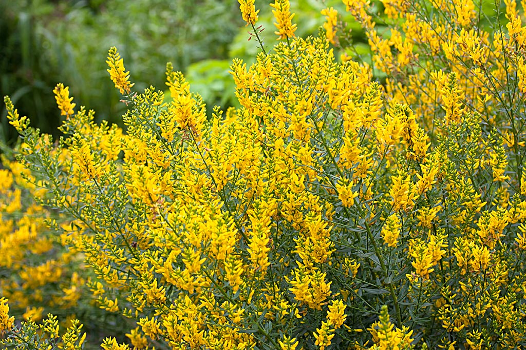 Verfbrem - Genista tinctoria CV : Losse grammen