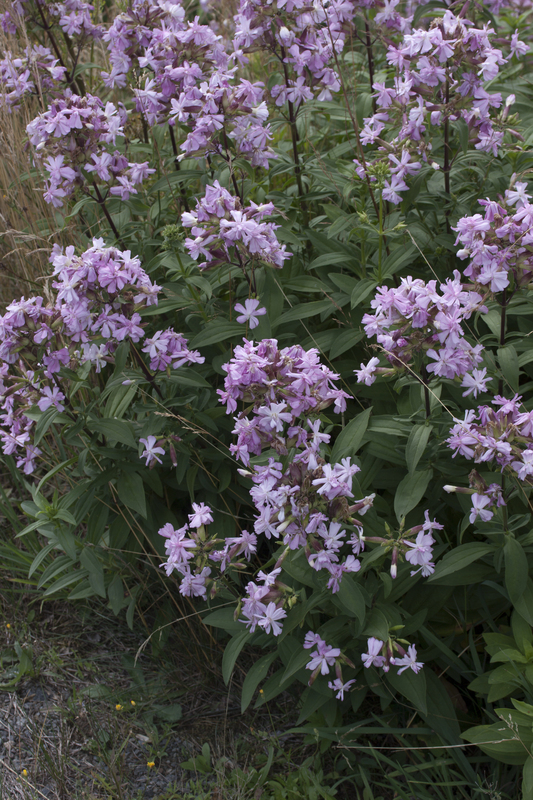 Zeepkruid - Saponaria officinalis : Zakje