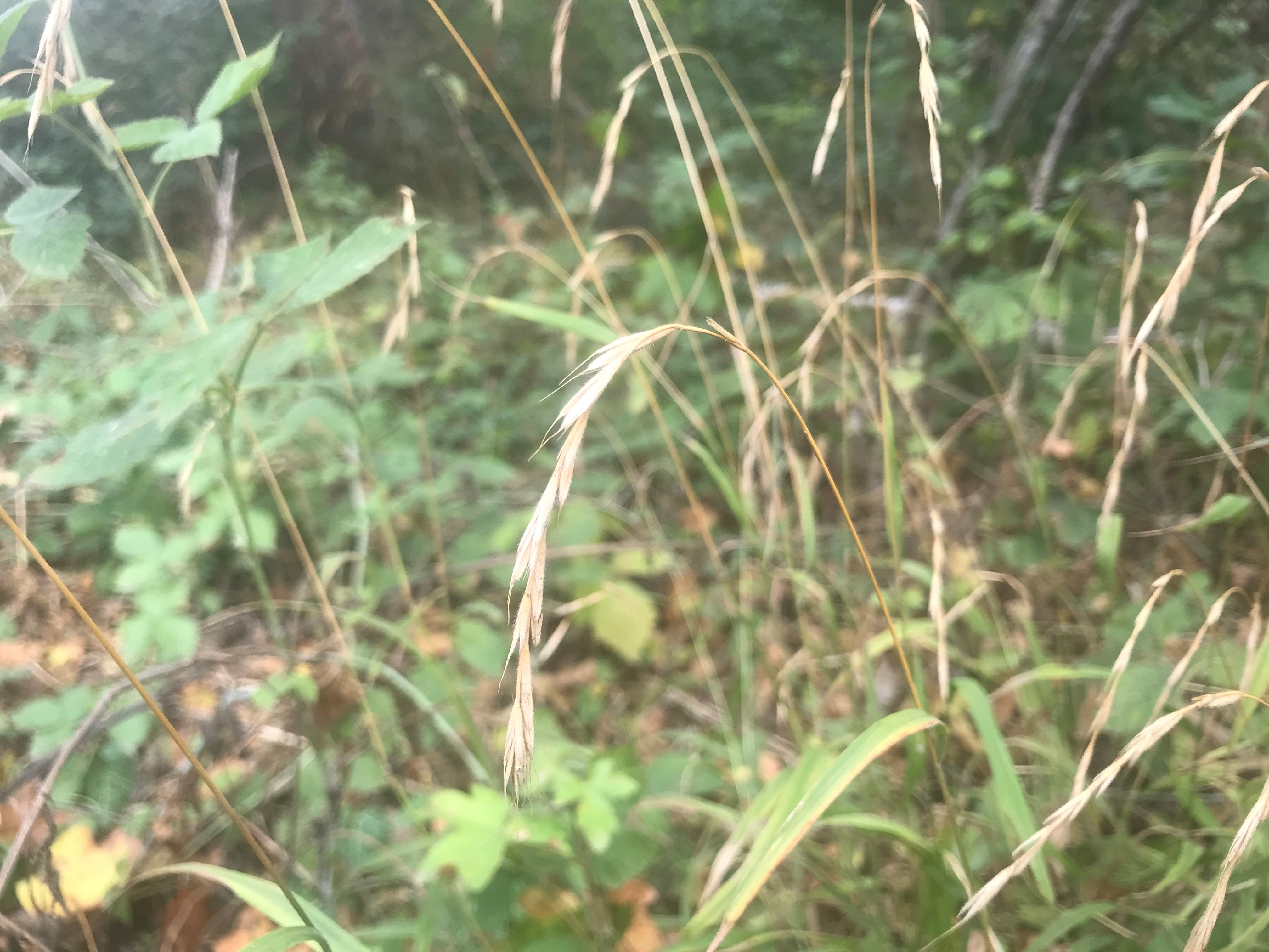 Boskortsteel - Brachypodium sylvaticum : Zakje