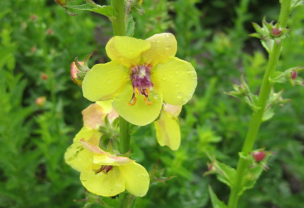 Mottenkruid - Verbascum blattaria : Losse grammen