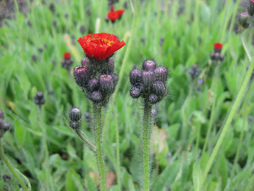 Oranje havikskruid - Pilosella aurantiaca : Zakje